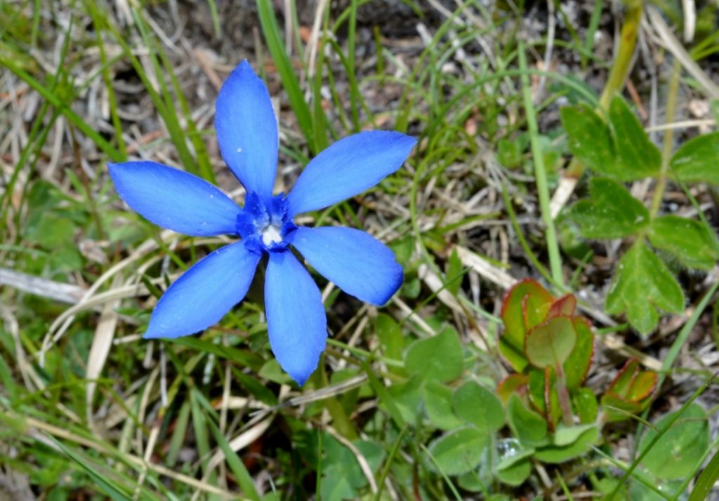 Gentiana verna con qualcosa in pi...